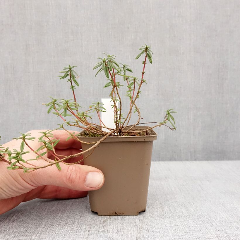 Esimerkki talvella toimitetusta Helianthemum Golden Queen - Hélianthème Godet de 8/9 cm-taimesta