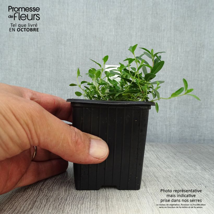 Esimerkki syksyllä toimitetusta Päivännouto - Helianthemum nummularium 8/9 cm taimiruukku-taimesta
