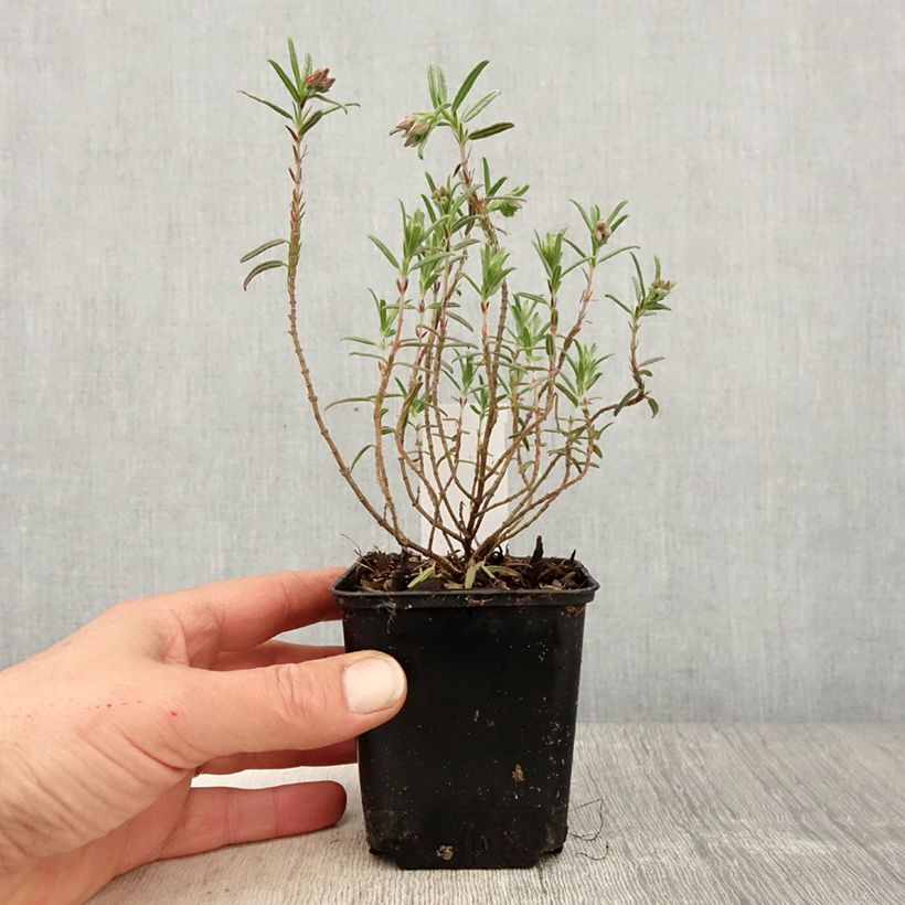 Esimerkki keväällä toimitetusta Päivännouto Suprême Godet de 8/9 cm-taimesta