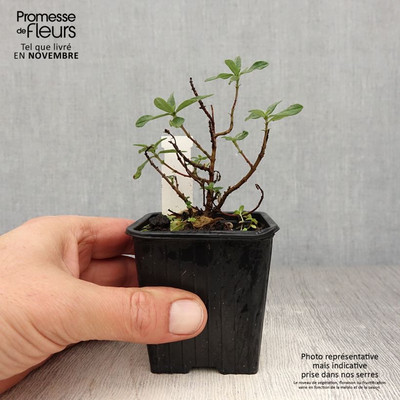 Esimerkki syksyllä toimitetusta Päivännouto Tomato Red 8/9 cm taimiruukku-taimesta