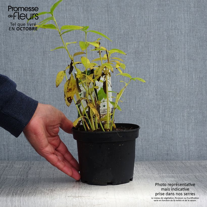 Esimerkki syksyllä toimitetusta Maa-artisokka - Helianthus strumosus 1,5 litran / 2 litran kannu-taimesta