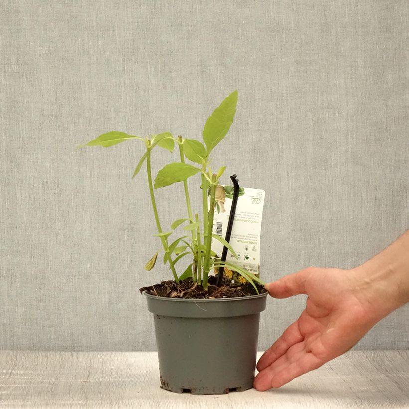 Esimerkki kesällä toimitetusta Maa-artisokka - Helianthus strumosus 1,5 litran / 2 litran kannu-taimesta