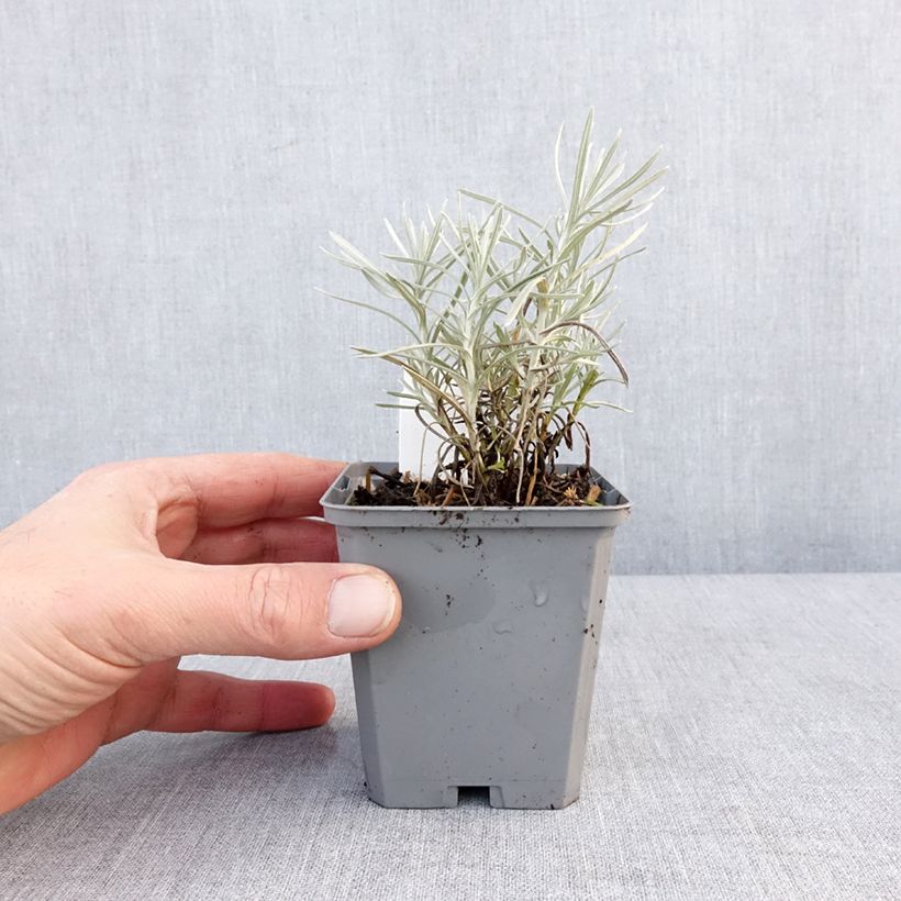 Esimerkki talvella toimitetusta Helichrysum angustifolium Tall Curry - Plante curry Godet de 8/9 cm-taimesta
