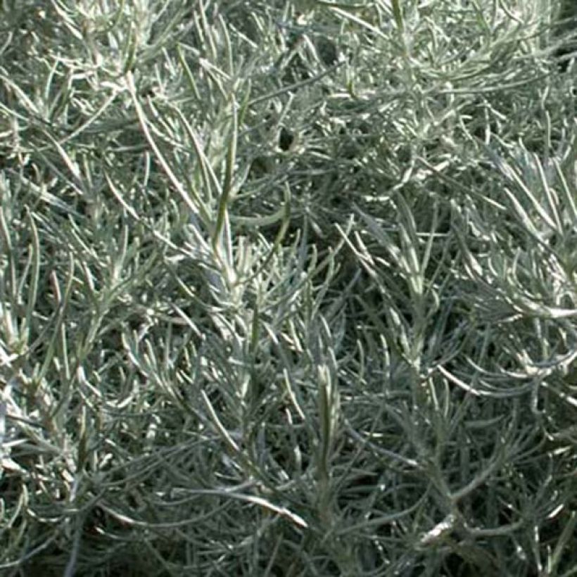Mausteolkikukka - Helichrysum italicum subsp. serotinum (Lehvistö)