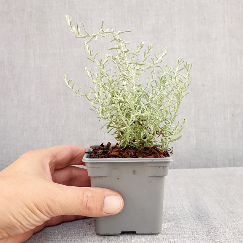 Esimerkki syksyllä toimitetusta Mausteolkikukka Aladin 8/9 cm taimiruukku-taimesta
