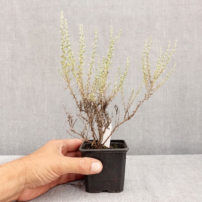 Esimerkki kesällä toimitetusta Mausteolkikukka Aladin 8/9 cm taimiruukku-taimesta