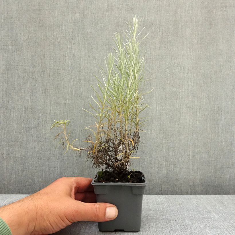 Esimerkki keväällä toimitetusta Helichrysum italicum subsp. serotinum 8/9 cm taimiruukku-taimesta