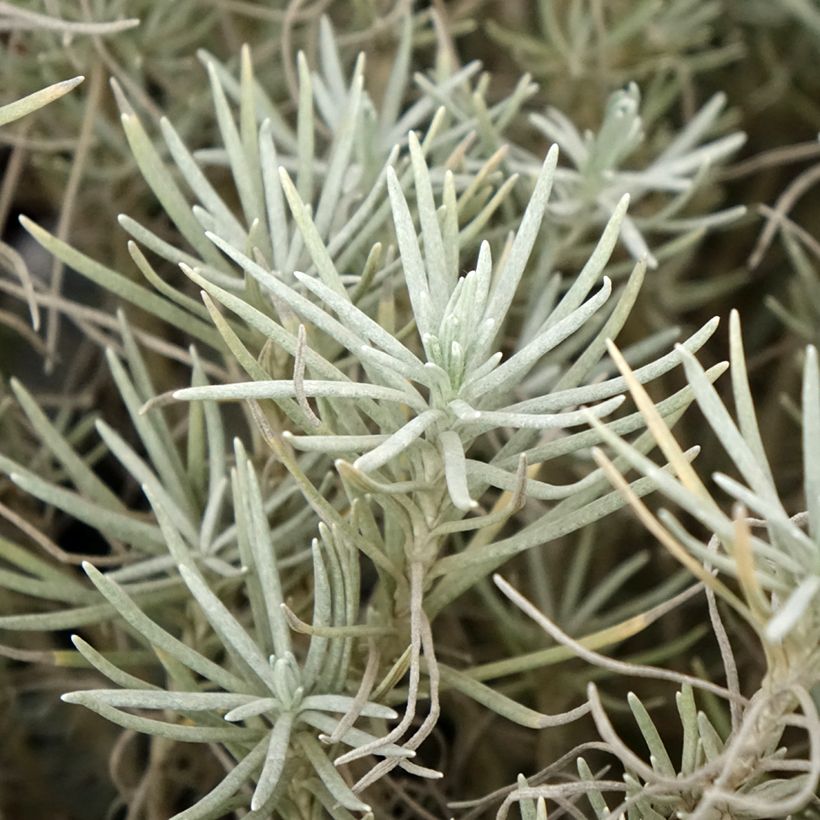 Helichrysum italicum subsp. serotinum (Lehvistö)