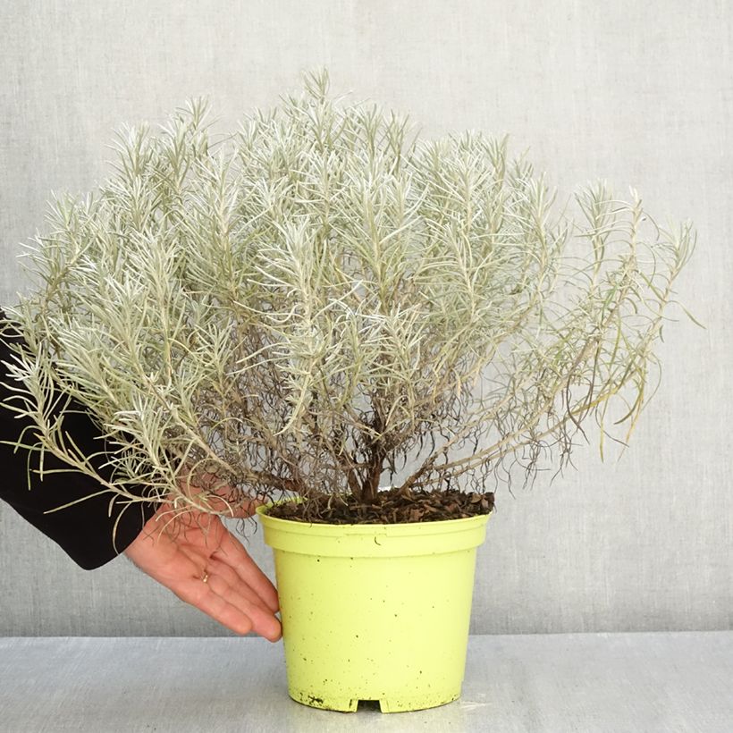 Esimerkki syksyllä toimitetusta Helichrysum italicum - Helichrysum italicum subsp. serotinum 3 litran/4 litran ruukku-taimesta