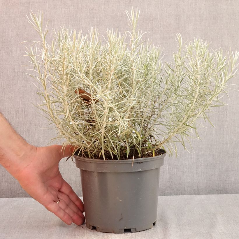 Esimerkki kesällä toimitetusta Helichrysum italicum subsp. serotinum 3 litran/4 litran ruukku-taimesta