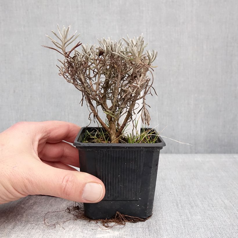 Esimerkki talvella toimitetusta Mausteolkikukka Weisses Wunder 8/9 cm taimiruukku-taimesta