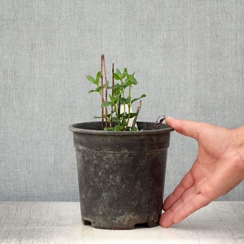 Esimerkki kesällä toimitetusta Heliopsis helianthoides Asahi - Héliopsis faux-héliante Pot de 2L/3L-taimesta