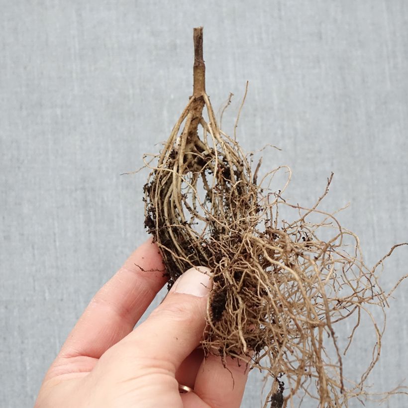 Esimerkki talvella toimitetusta Heliopsis helianthoides Asahi - Héliopsis faux-héliante Petites Racines nues, Qualité Extra équivalant à un pot de 2L-taimesta