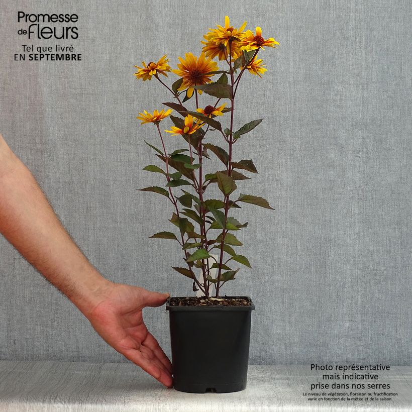 Esimerkki kesällä toimitetusta Päivänsilmä Funky Spinner Pot de 2L/3L-taimesta