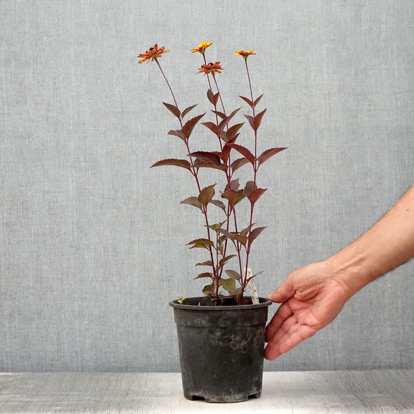 Esimerkki kesällä toimitetusta Heliopsis helianthoides Sparkling Contrast - Héliopsis faux-hélianthe Pot de 2L/3L-taimesta