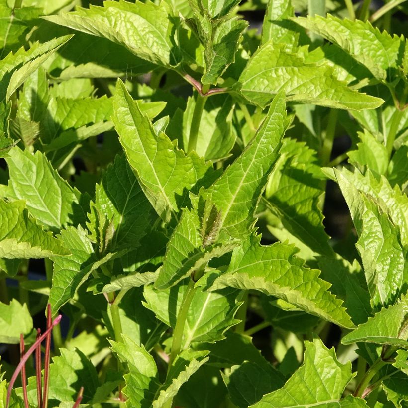 Päivänsilmä - Heliopsis helianthoïdes var. scabra (Lehvistö)