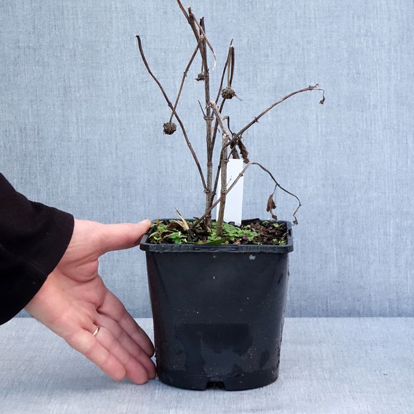 Esimerkki talvella toimitetusta Heliopsis Luna Roja - Héliopsis faux hélianthe Pot de 2L/3L-taimesta