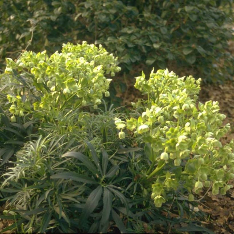 Haisujouluruusu - Helleborus foetidus (Kasvutapa)