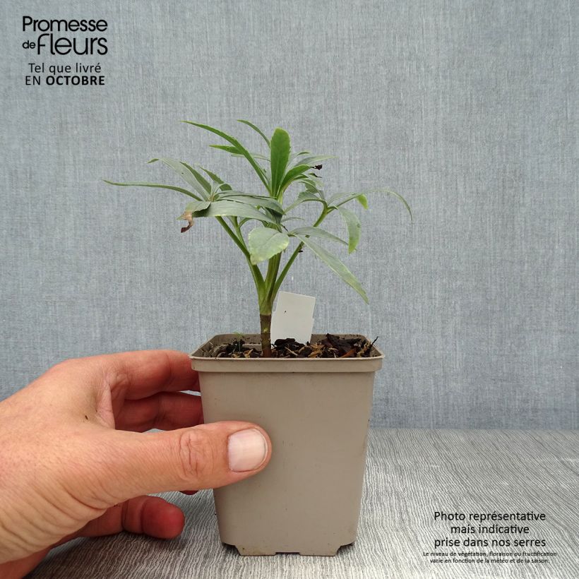 Esimerkki syksyllä toimitetusta Haisujouluruusu - Helleborus foetidus 8/9 cm taimiruukku-taimesta