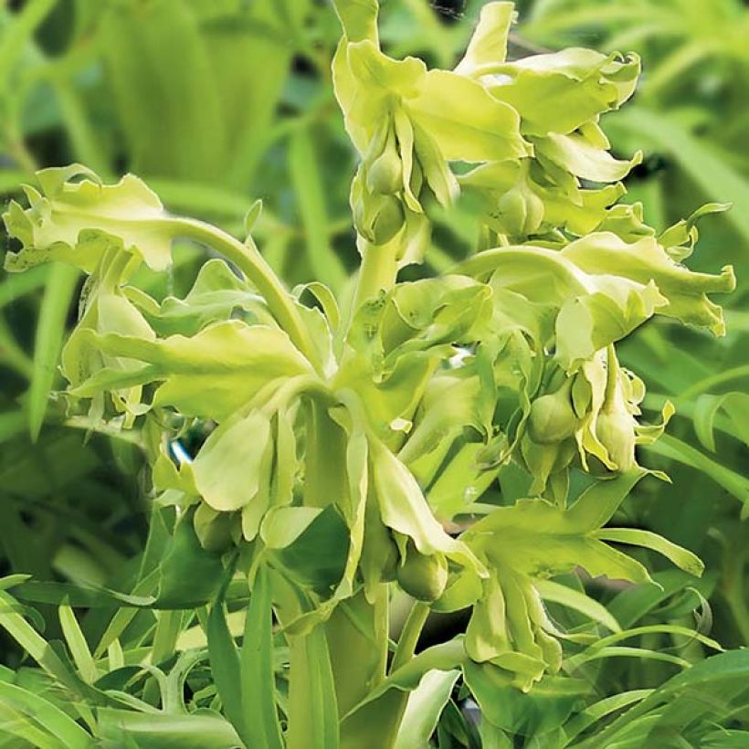 Haisujouluruusu Yellow (Kukinta)