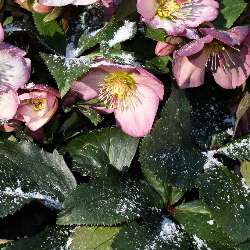 Tarhajouluruusu HGC Ice N' Roses Pink (Lehvistö)