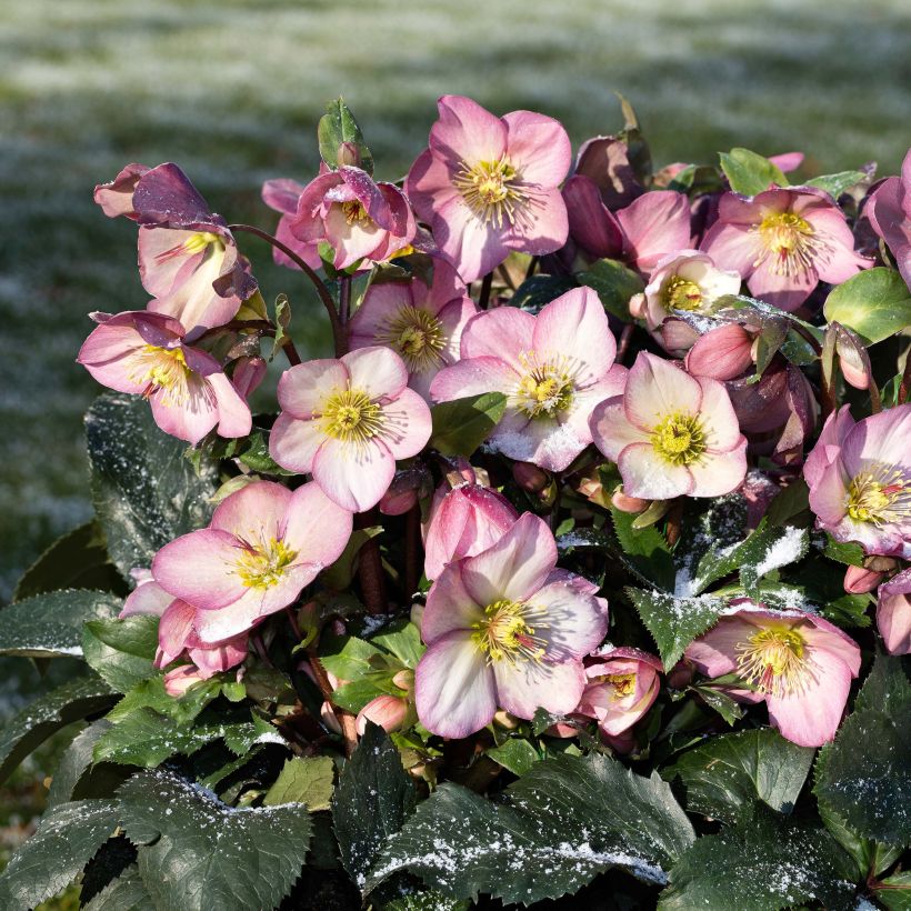 Tarhajouluruusu HGC Ice N' Roses Pink (Kasvutapa)