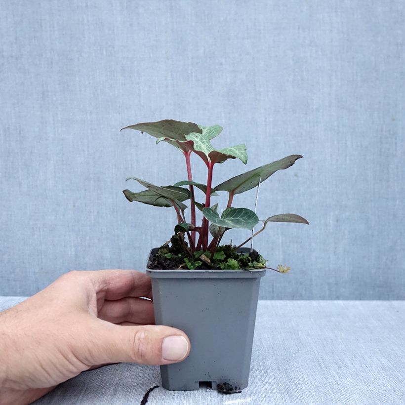 Esimerkki syksyllä toimitetusta Jouluruusu - Helleborus lividus 8/9 cm taimiruukku-taimesta