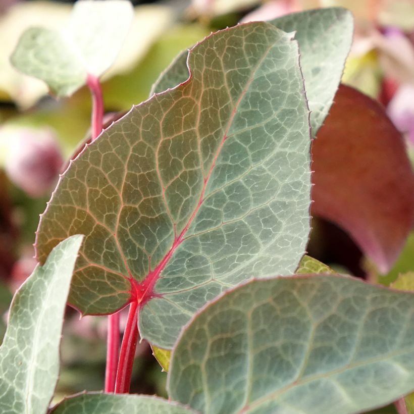 Jouluruusu - Helleborus lividus (Lehvistö)