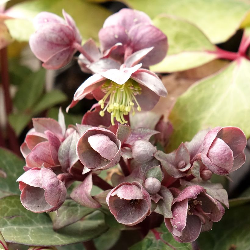 Jouluruusu - Helleborus lividus (Kukinta)