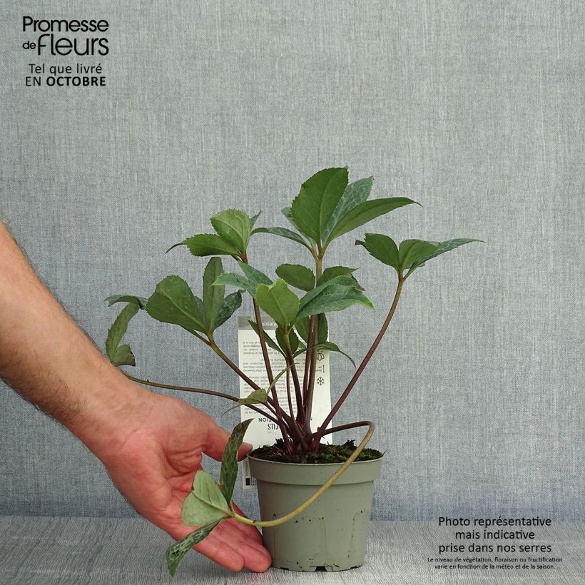 Esimerkki syksyllä toimitetusta Tarhajouluruusu Magic Leaves 10 cm/11 cm ruukku-taimesta