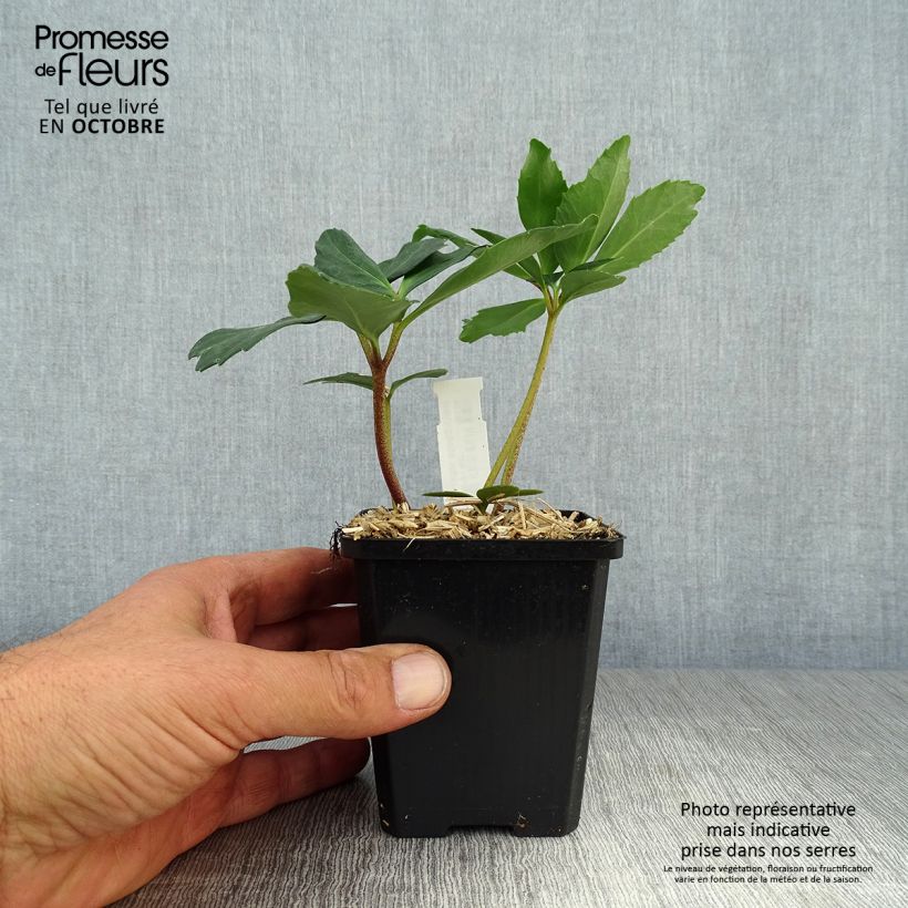 Esimerkki syksyllä toimitetusta Vaaleajouluruusu vaaleanpunainen - Helleborus niger 8/9 cm taimiruukku-taimesta