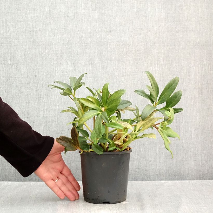 Esimerkki syksyllä toimitetusta Vaaleajouluruusu vaaleanpunainen - Helleborus niger 2 litran/3 litran ruukku-taimesta