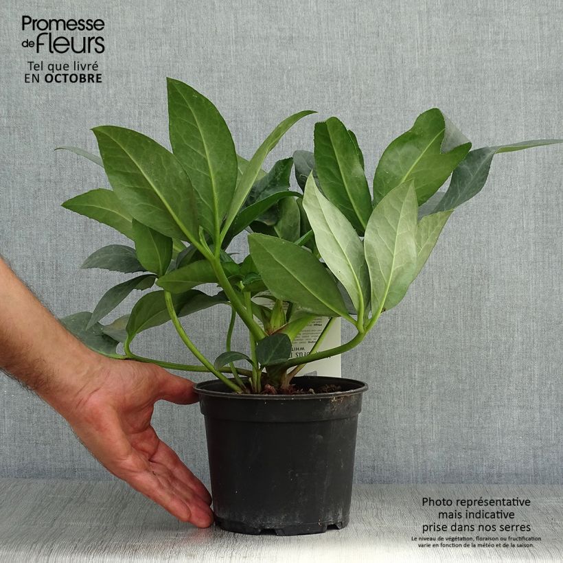 Esimerkki syksyllä toimitetusta Jouluruusu - Helleborus x nigercors 2 litran/3 litran ruukku-taimesta
