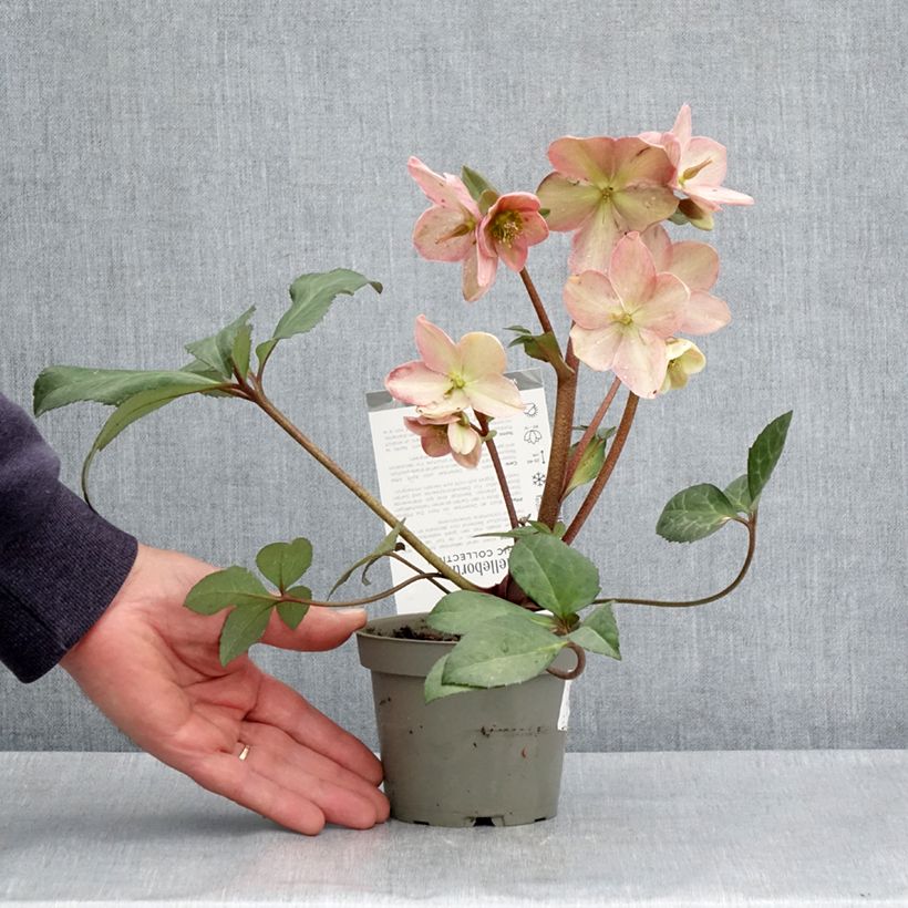 Esimerkki keväällä toimitetusta Jouluruusu Candy Love Pot de 12 cm / 13 cm-taimesta