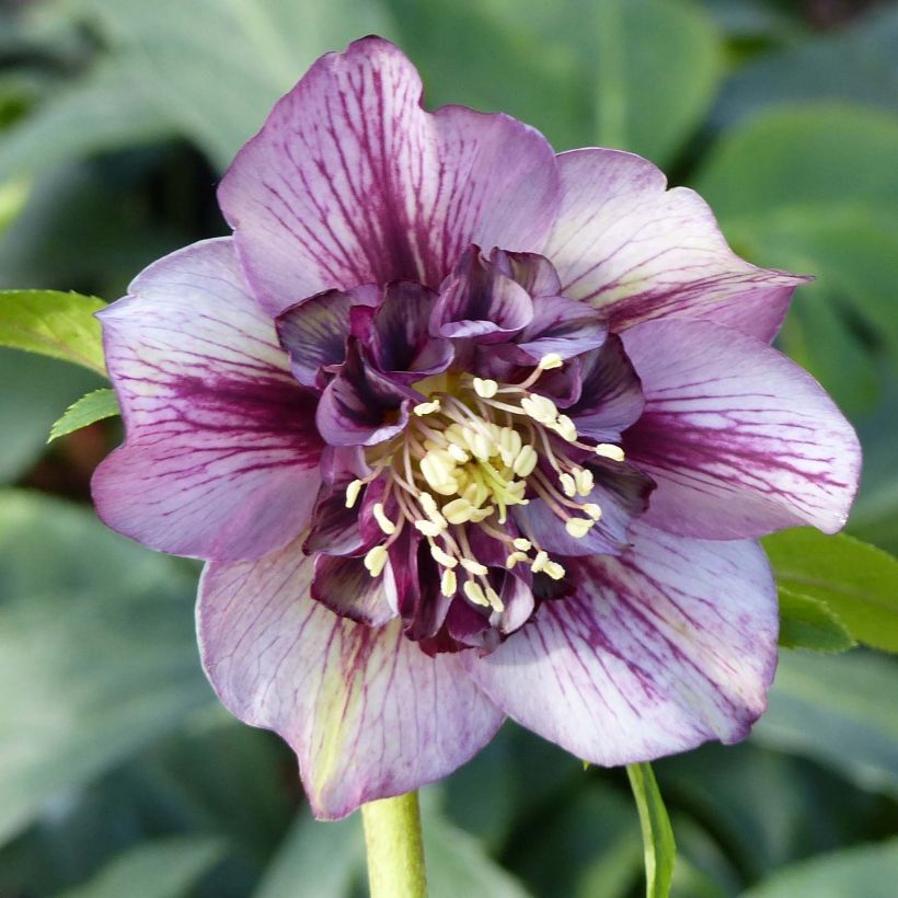 Idänjouluruusu Anemone Picotee (Kukinta)