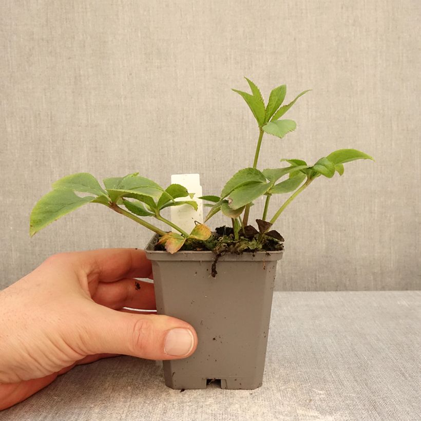 Esimerkki talvella toimitetusta Idänjouluruusu Aubergine W/E 8/9 cm taimiruukku-taimesta