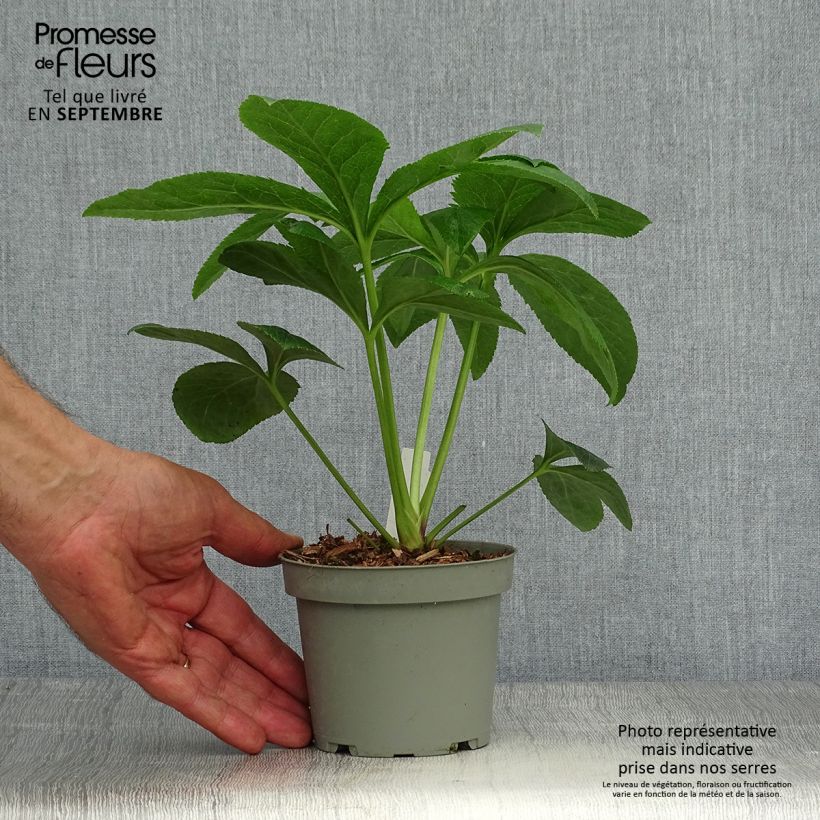 Esimerkki syksyllä toimitetusta Idänjouluruusu Aubergine W/E 12 cm / 13 cm ruukku-taimesta