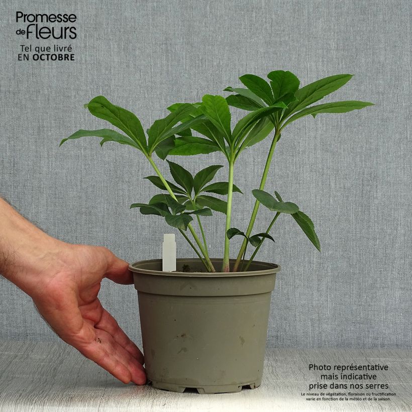 Esimerkki syksyllä toimitetusta Idänjouluruusu Aubergine W/E 2 litran/3 litran ruukku-taimesta