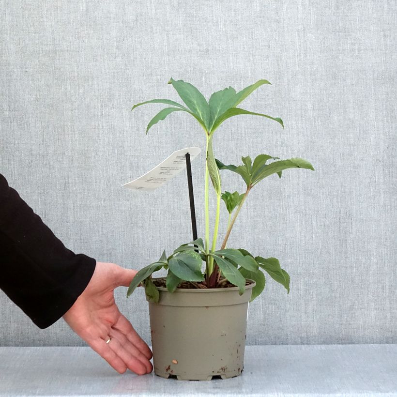 Esimerkki keväällä toimitetusta Hellébore orientale Blanc à centre rouge Pot de 2L/3L-taimesta