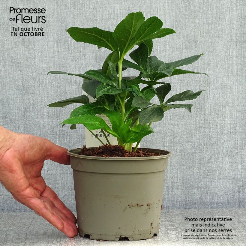 Esimerkki syksyllä toimitetusta Idänjouluruusu Double Aubergine White Edge 2 litran/3 litran ruukku-taimesta