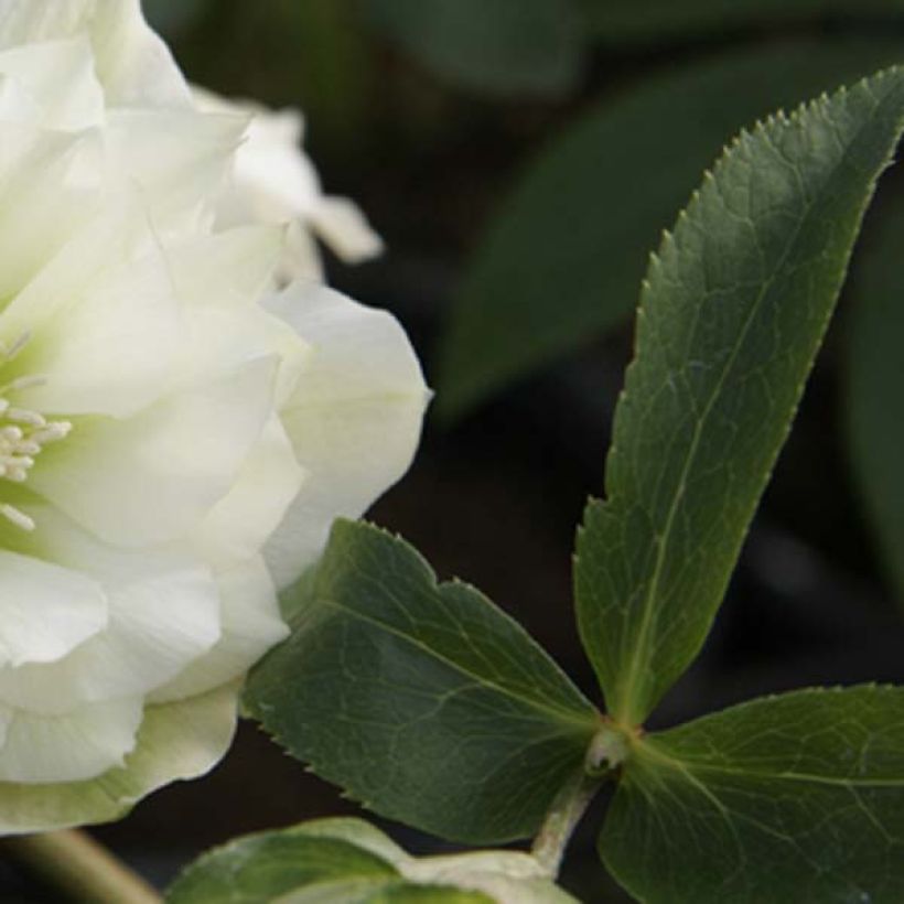 Idänjouluruusu Double White (Lehvistö)