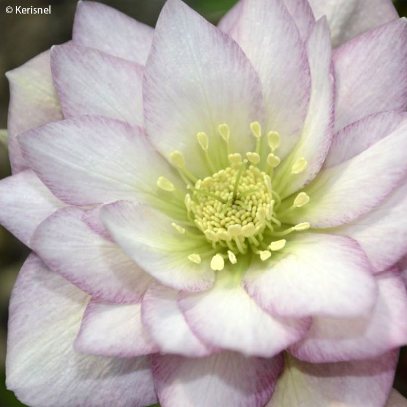 Idänjouluruusu Double Pink (Kukinta)