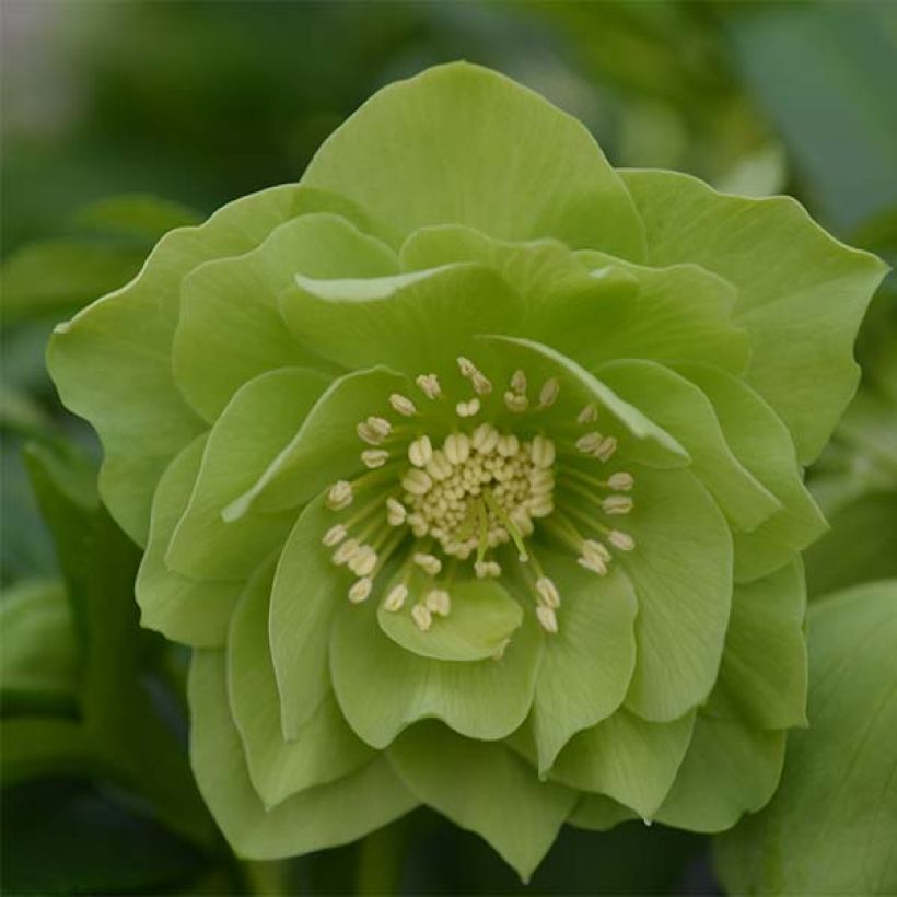 Idänjouluruusu Double Green (Kukinta)