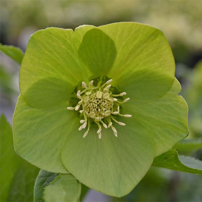 Idänjouluruusu Green-flowered (Lehvistö)