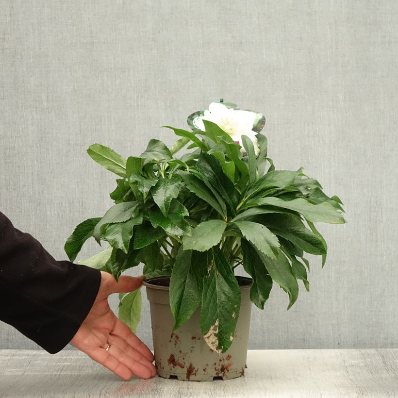 Esimerkki syksyllä toimitetusta Hellébore orientale ViV Amalia Pot de 2L/3L-taimesta