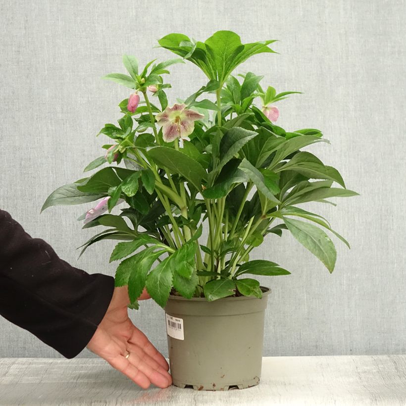 Esimerkki syksyllä toimitetusta Hellébore orientale ViV Batista Pot de 2L/3L-taimesta