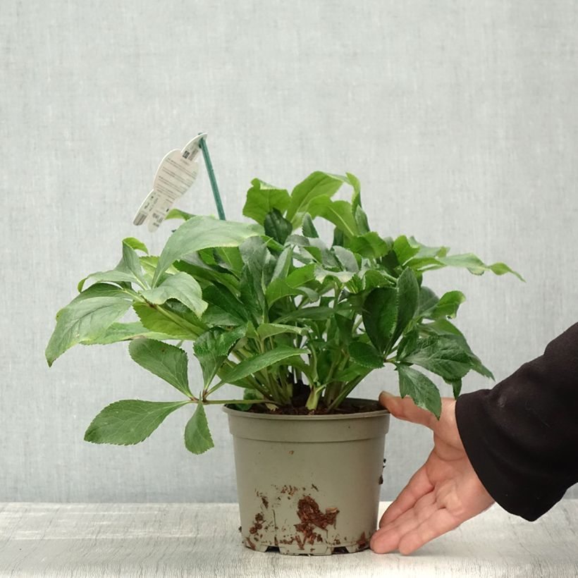 Esimerkki syksyllä toimitetusta Hellébore orientale ViV Celestina Pot de 2L/3L-taimesta