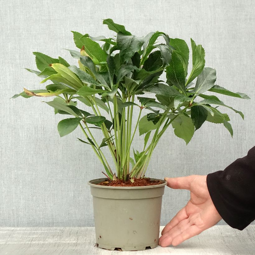 Esimerkki syksyllä toimitetusta Hellébore orientale ViV Elena Pot de 2L/3L-taimesta