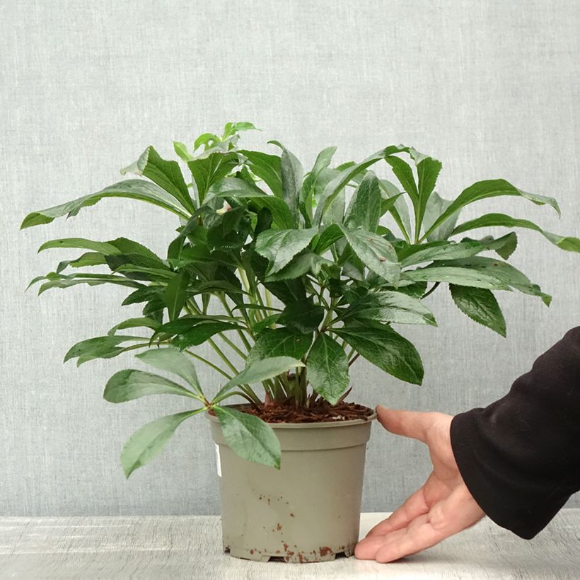 Esimerkki syksyllä toimitetusta Hellébore orientale ViV Eleonora Pot de 2L/3L-taimesta