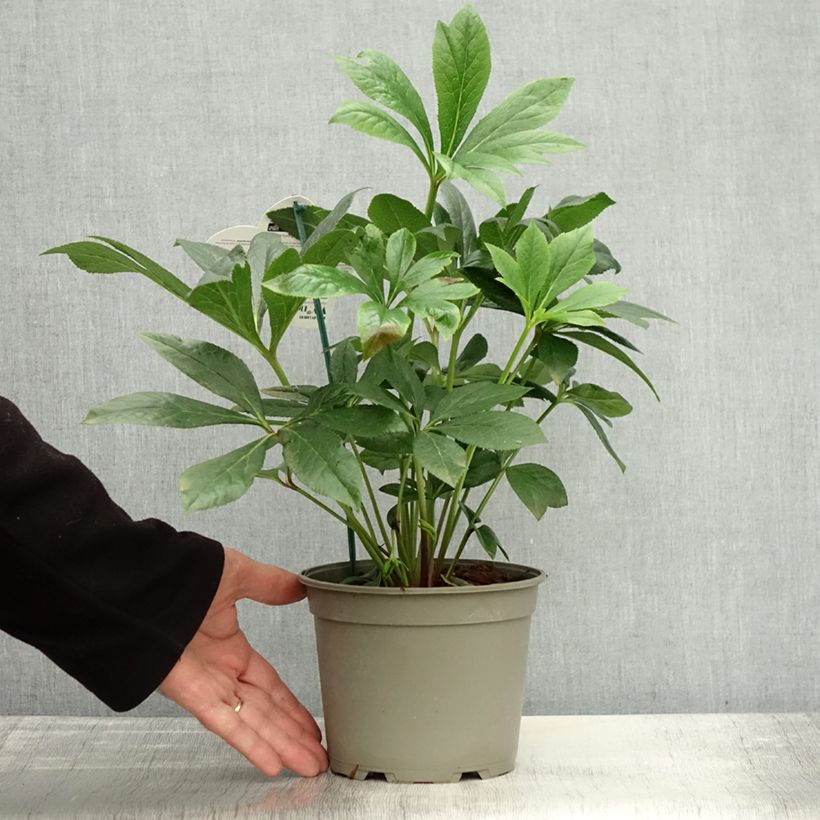 Esimerkki syksyllä toimitetusta Hellébore orientale ViV Eloisa Pot de 2L/3L-taimesta